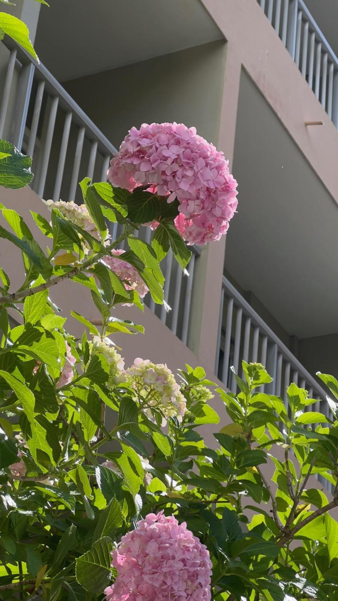 Sun Beach Ajaccio  Exterior foto